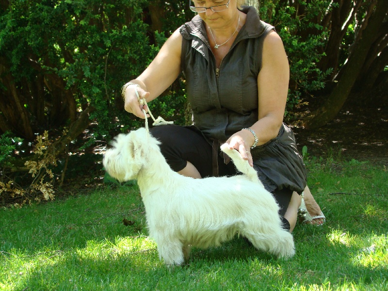 Les West Highland White Terrier de l'affixe De Tolbiac