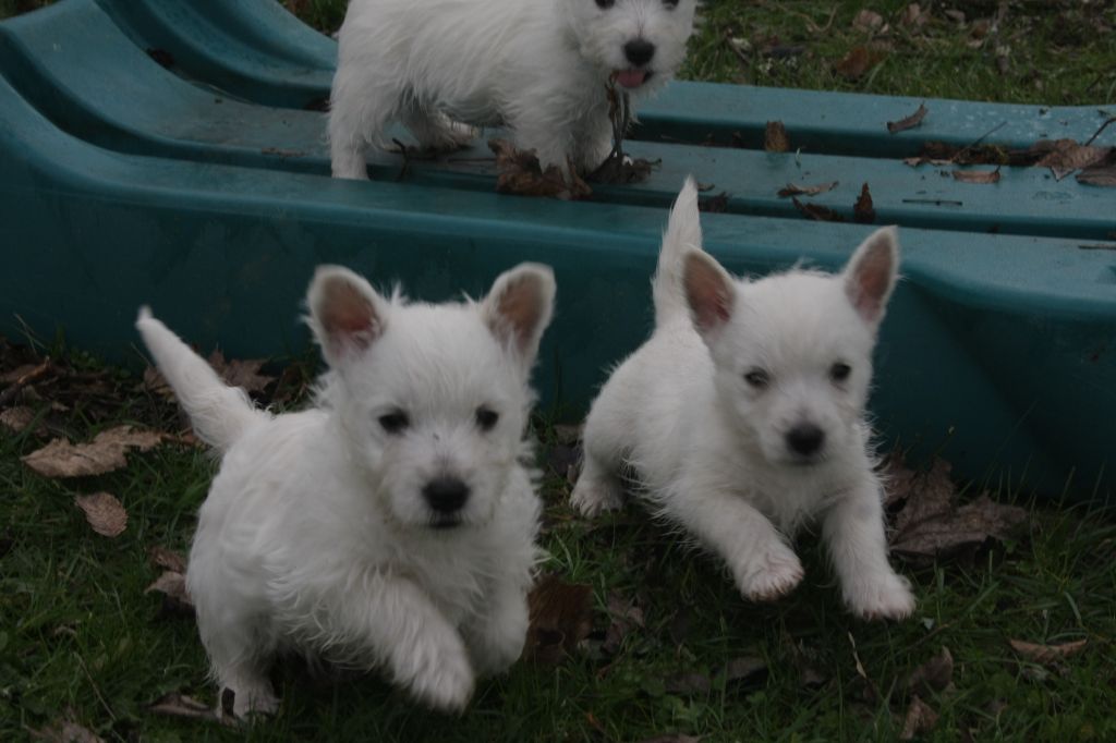De Tolbiac - Chiot disponible  - West Highland White Terrier