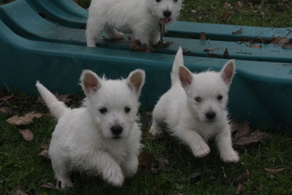 De Tolbiac - Chiots disponibles - West Highland White Terrier